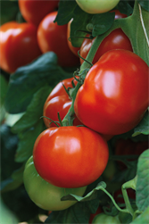 Diese Tomaten bringen den Extra-Geschmack mit
