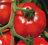 Anbau der Tomate