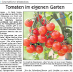 <b>tomaten im eigenen garten</b></br>vaihinger kreiszeitung